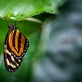Papilonia – unikátní motýlí dům v Praze